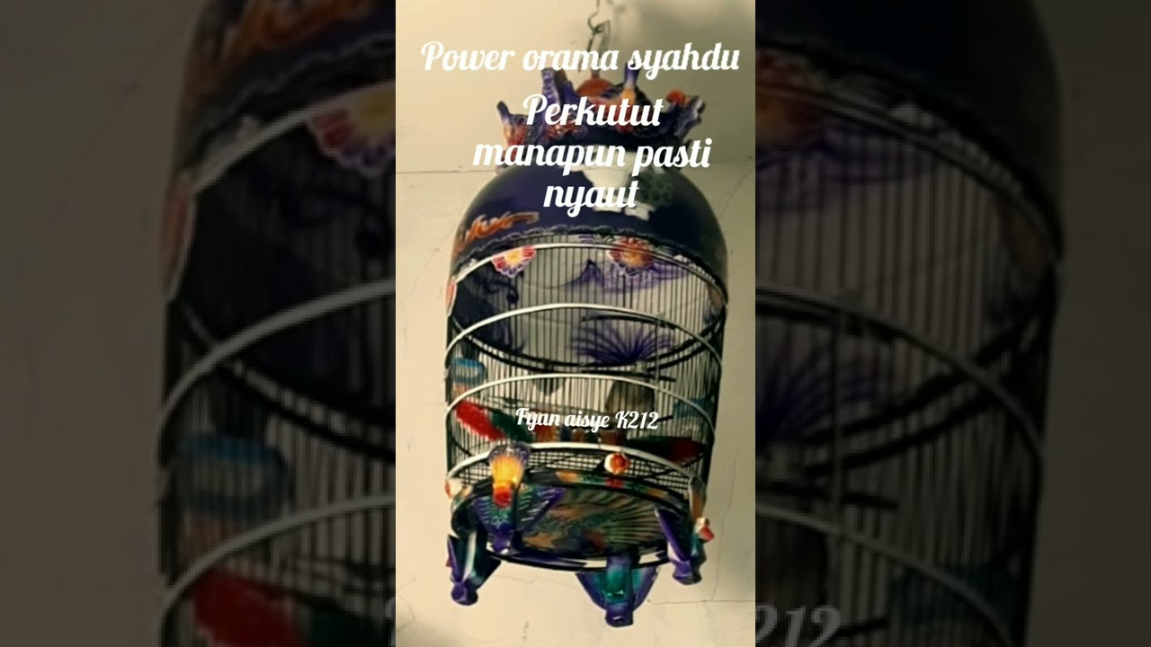 Perkutut bangkok Juara Nasional