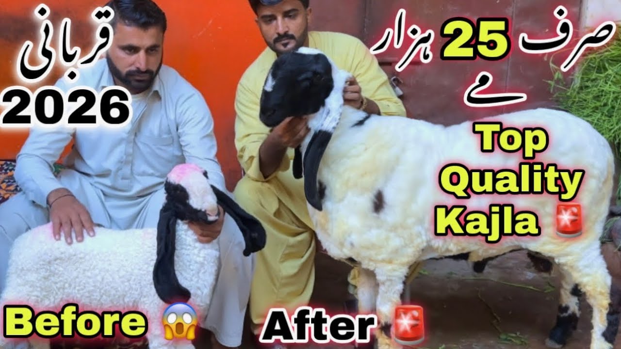 Karachi ko Sasti Dumba Bakra Mandi 2026 🚨| Rashid Goat Farm Top Quality Kajla Dumba | Goat Farming 