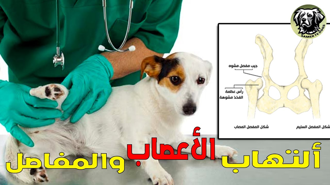 التهاب الاعصاب و المفاصل عند الكلاب مع سامر تي في دوج