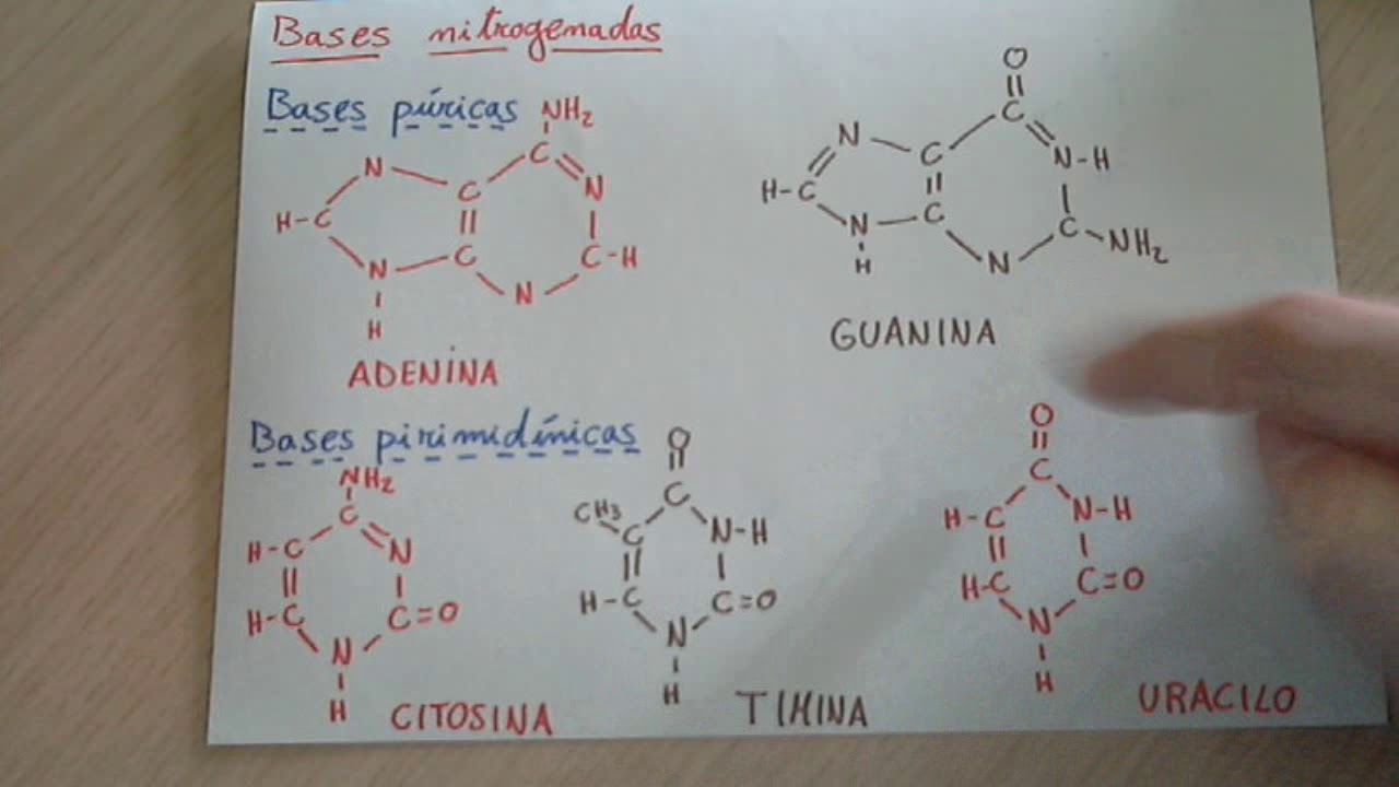 Ácido nucleico, nucleotidos y bases nitrogenadas / Biología: Ácidos nucleicos