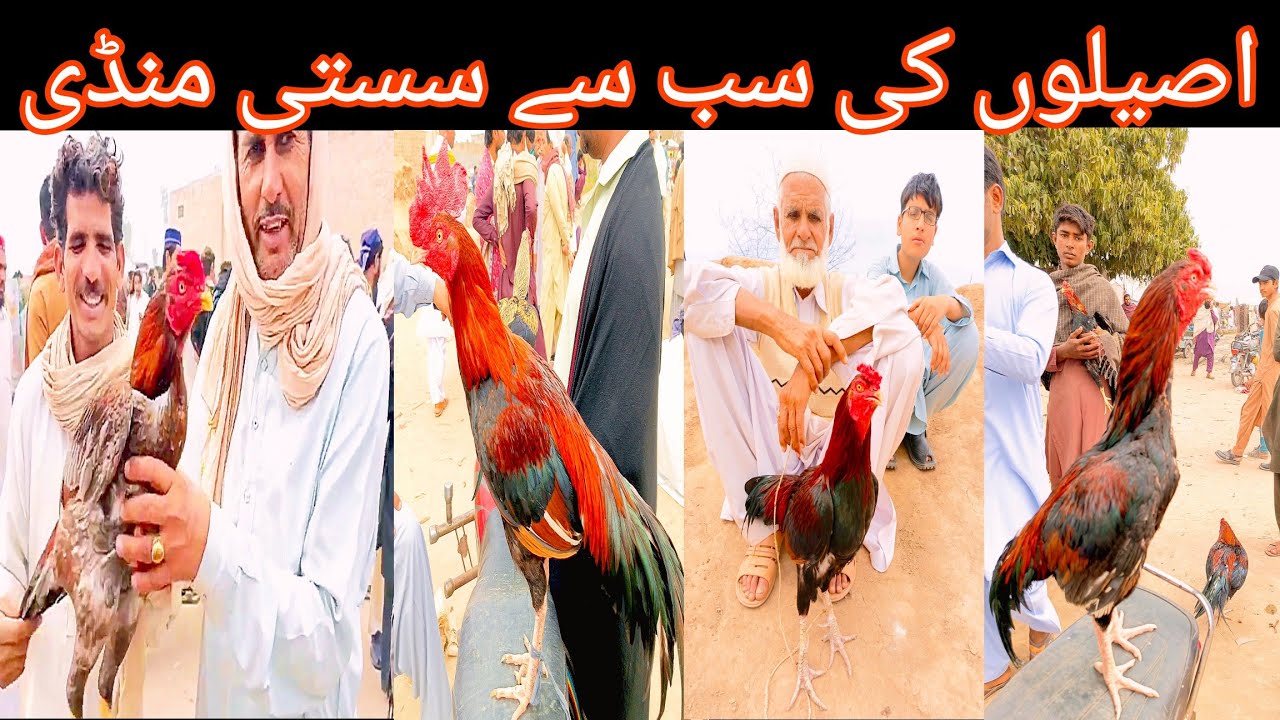 Mianwali aseel murgha mandi | Mianwali mandi | aseel mandi