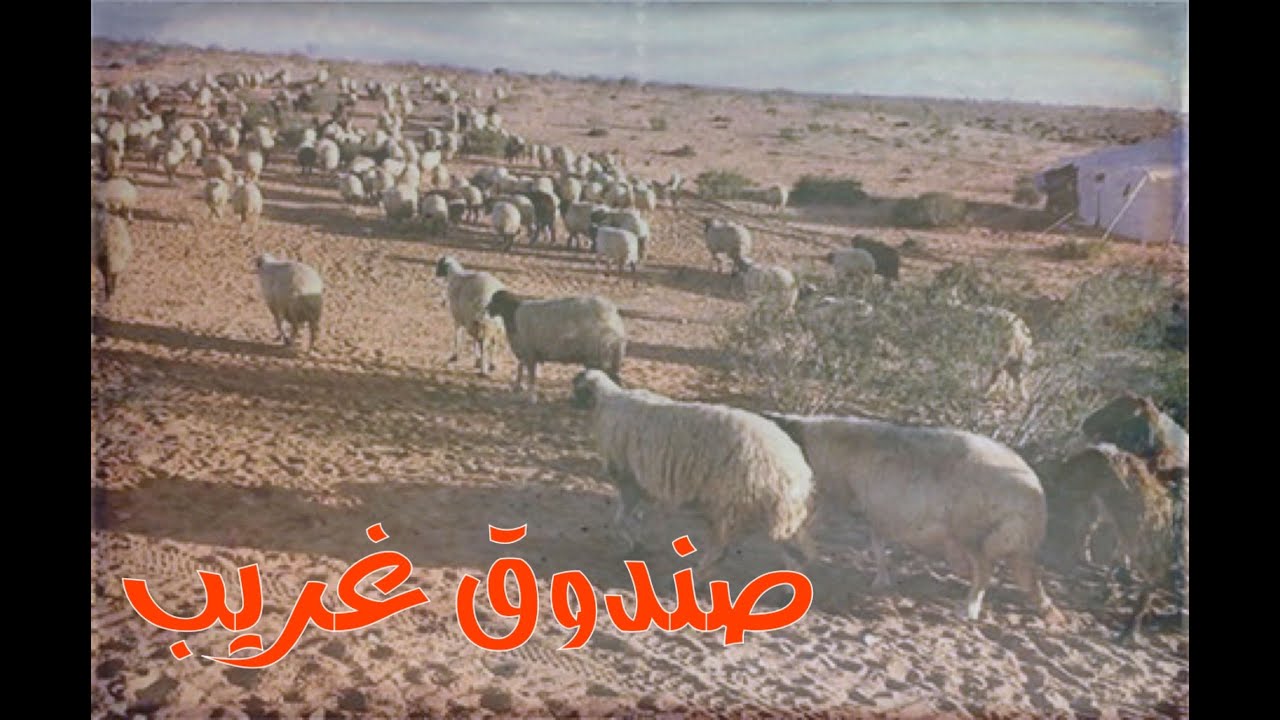 تصرف غريب من الراعي وصندوق مدفون وكلب مجهول بالمكان ...  #قصص#حقيقية#قصة#واقعية#جن#رعب