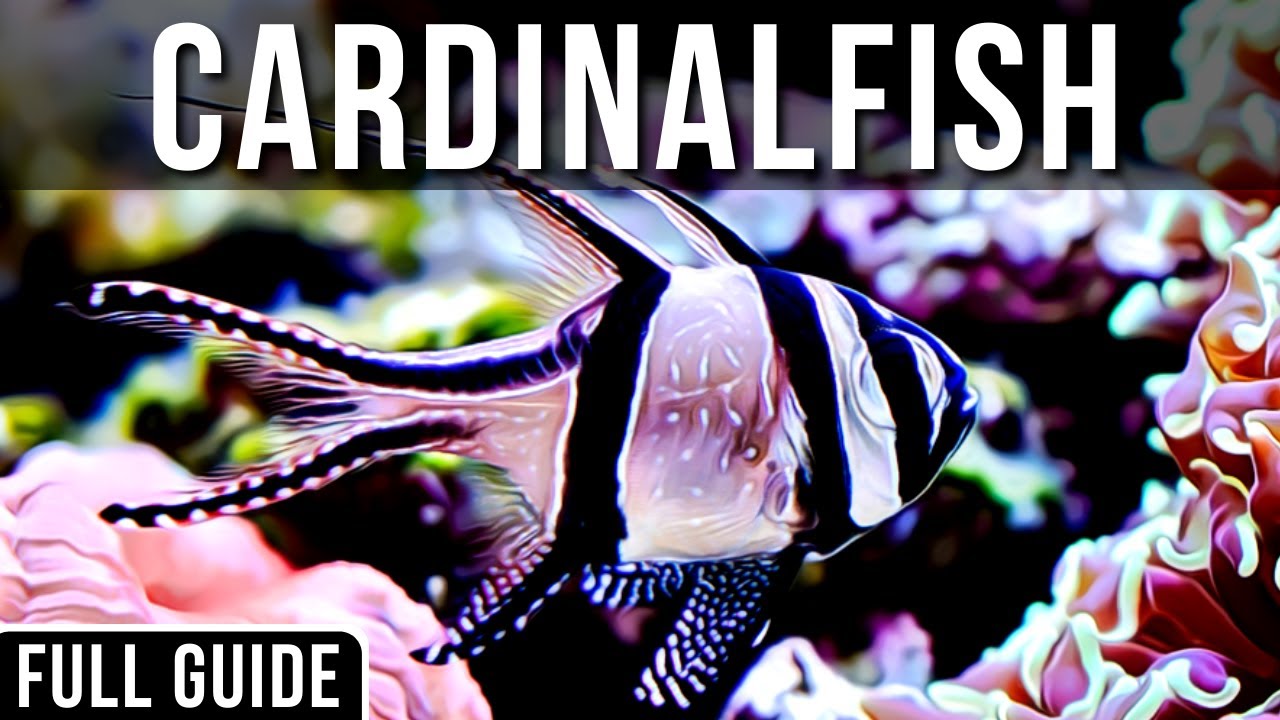 Saltwater Cardinalfish Info And Care | All About The Bangaii Cardinalfish!
