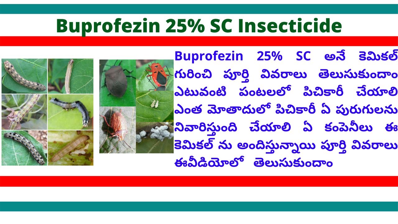 Buprofezin Insecticide