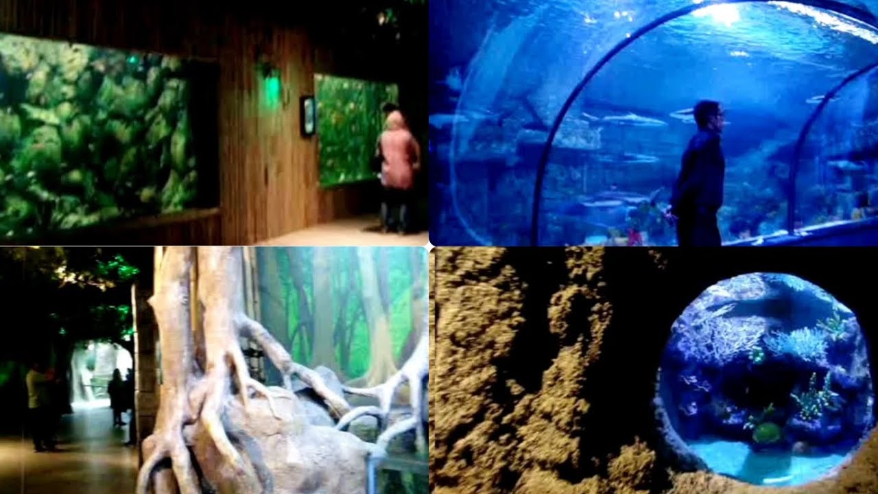 Exploring the Magical Underwater World of Iran