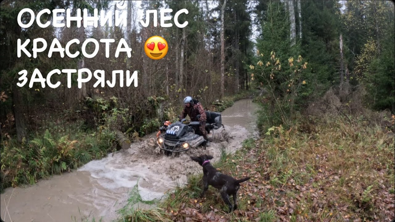 КВАДРОПОКАТУШКИ ОСЕНЬ 🍂 КРАСОТА 😻 🌳 ЛЕСА-ЗАСТРЯЛИ 