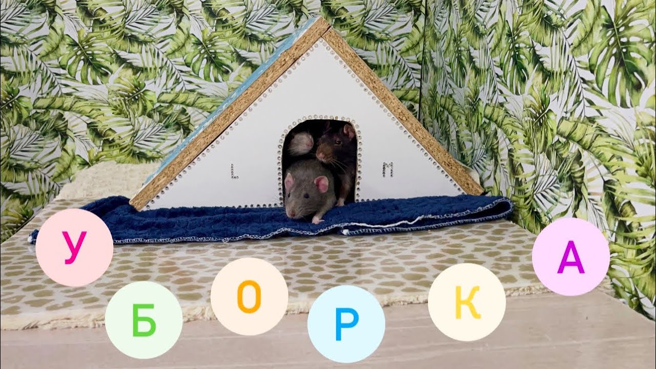 Уборка у крыс 🐀