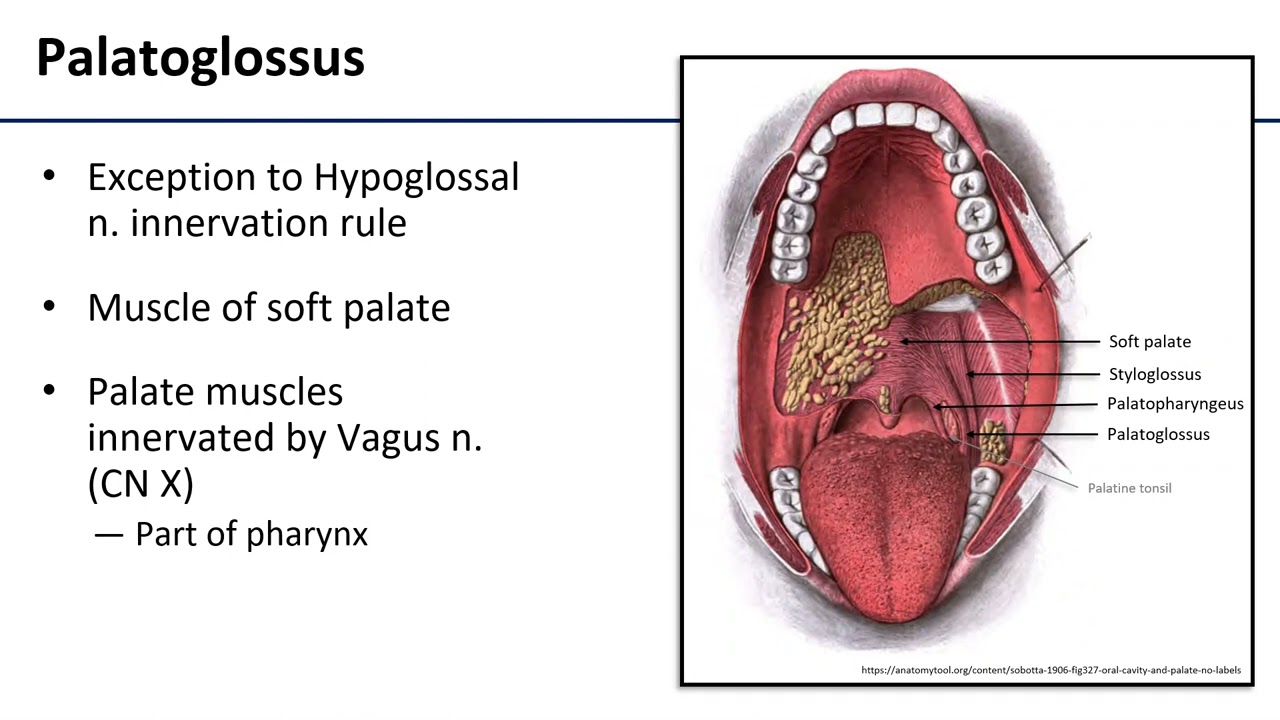 Tongue musculature