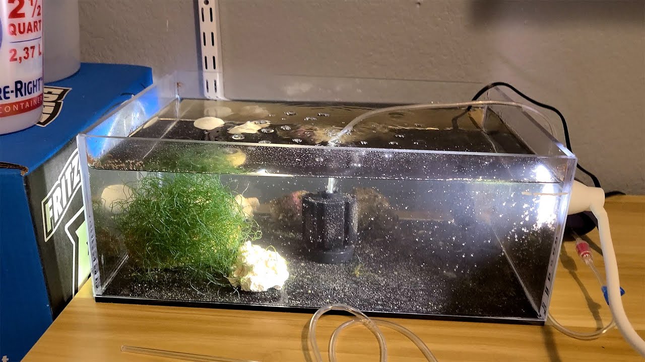 Peppermint Shrimp Larve Tank setup