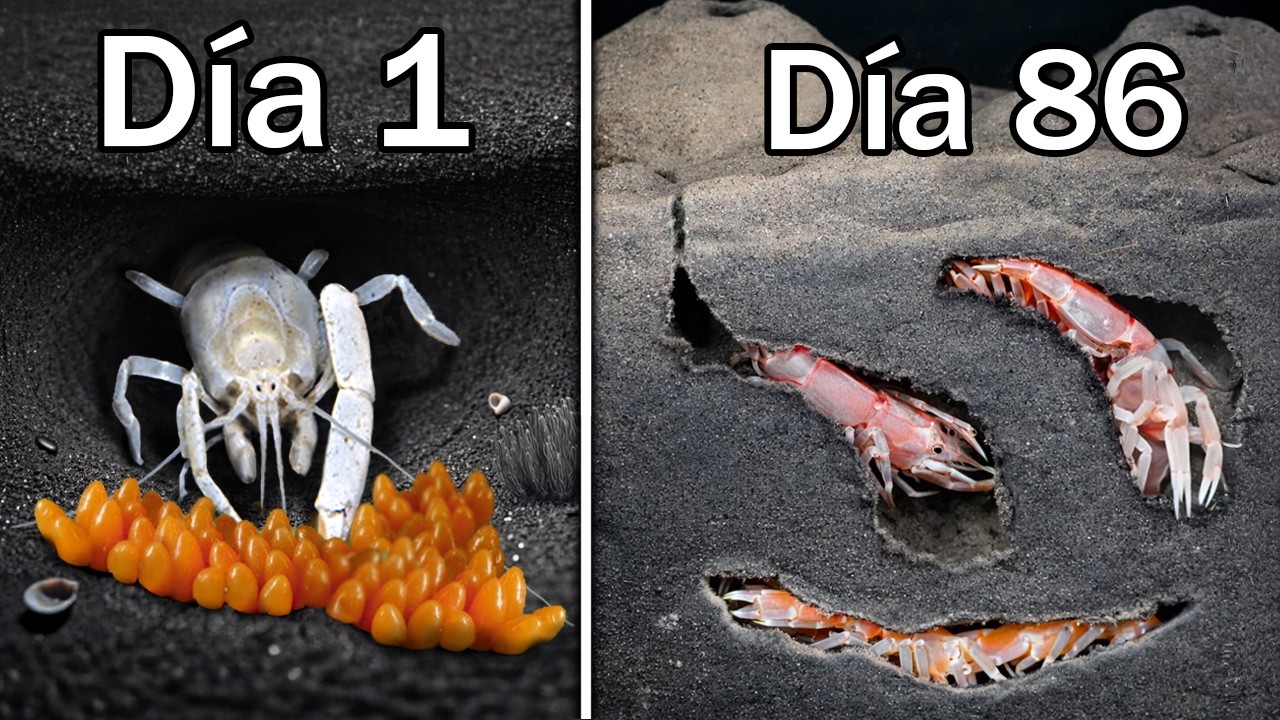 Simulación de Una Colonia de Camarones de Lodo Durante 100 Días