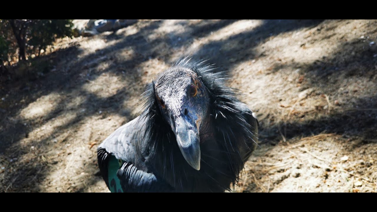 Cóndor de California vuela de nuevo en México; así  lo hace en la Sierra de San Pedro Mártir en BC