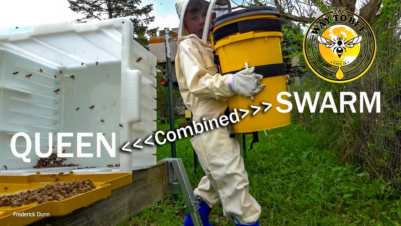 Bee Swarm Collected, Queen Left Behind, @ 03:50 Pick UP The Queen, Isolation Cage Use.