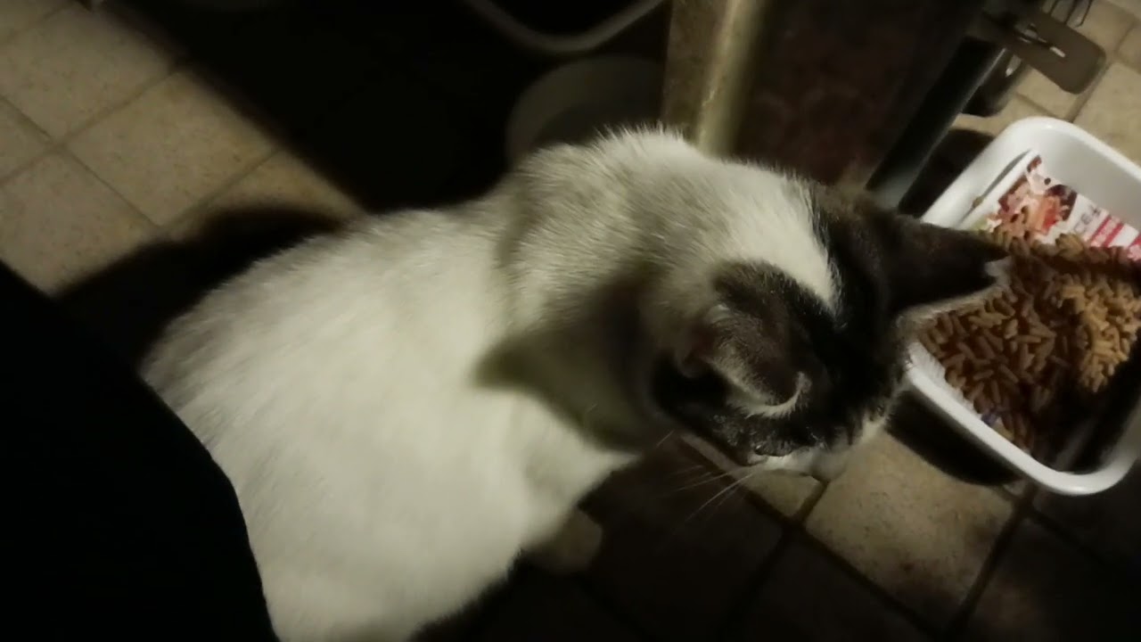2026年2月10日 深夜23:50pmの猫たち