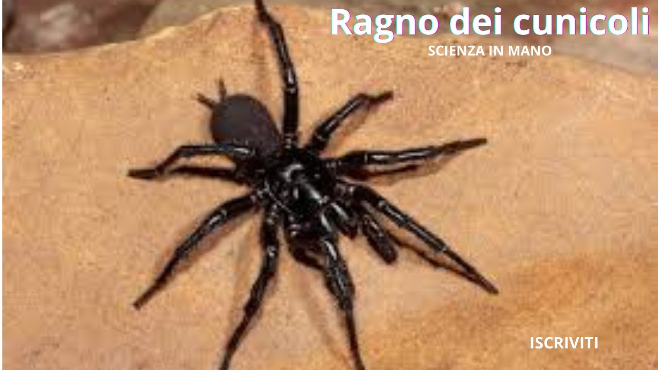 Ragno dei cunicoli