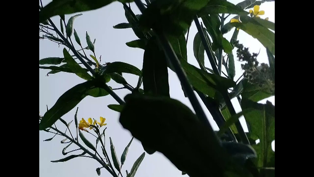 sarson ka khet