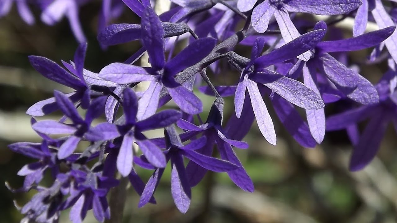 AMOR E DELÍCIAS NA SERRA - Beethoven; Piano Sonata n. 15, op. 28, 