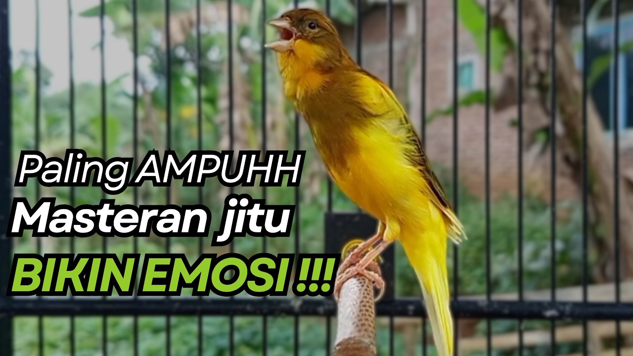 KENARI GACOR Cuit CUIT BIRAHI UNTUK PANCINGAN & MASTERAN Kenari PAUD AGAR BUNYI