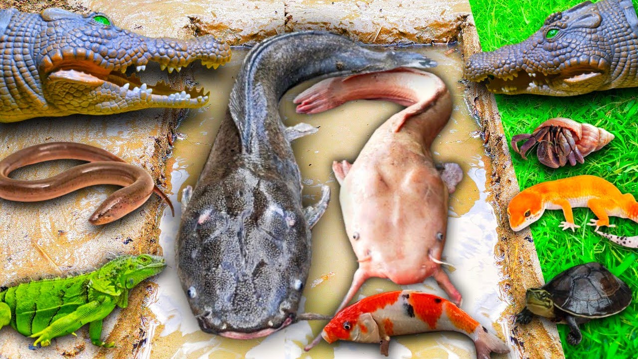 Wow Menangkap Ikan Lele Besar Dalam Lubang Ada Lele Albino, Ikan Hias, Kura Kura, Ikan Gabus, Belut