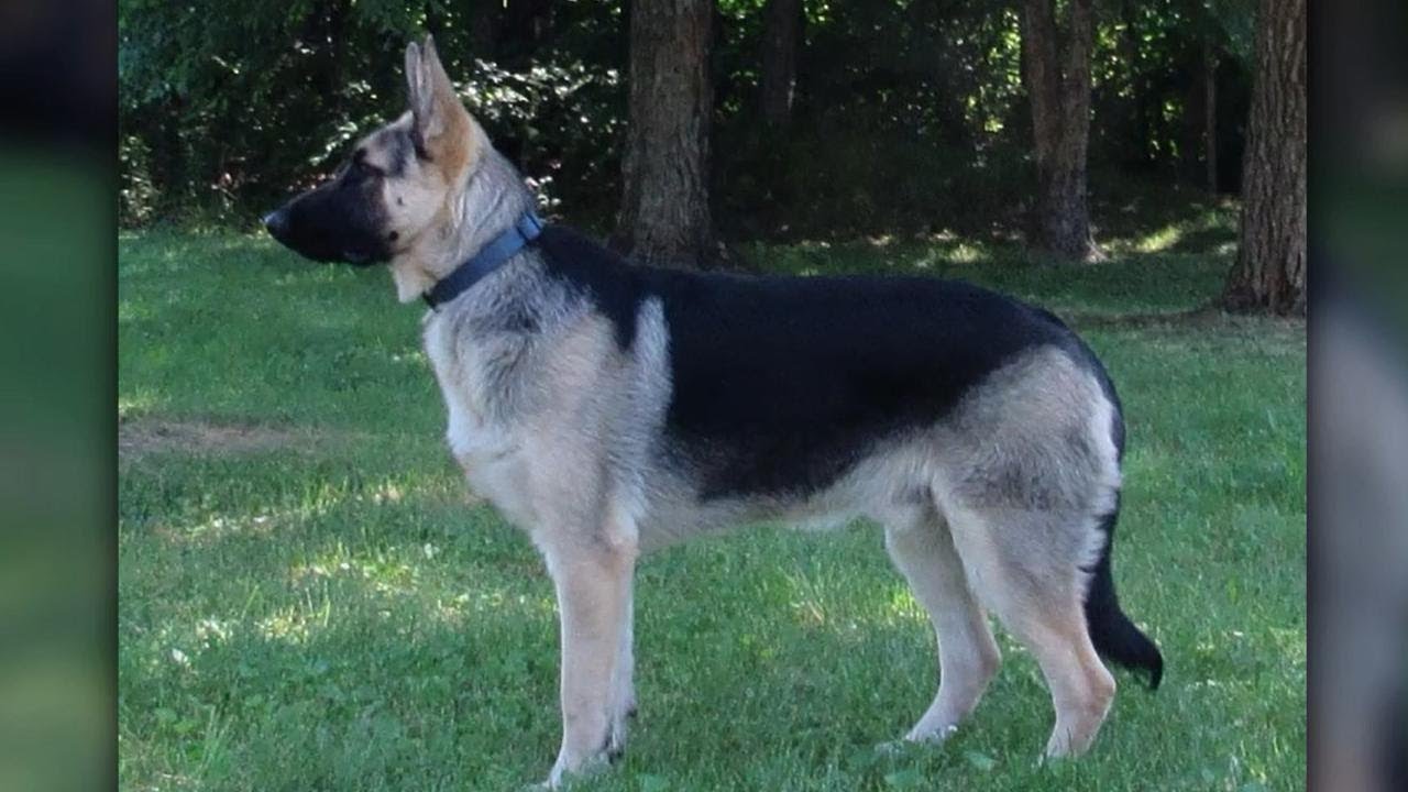 Our Classic German Shepherds in the Spotlight | Gunther White German Shepherds