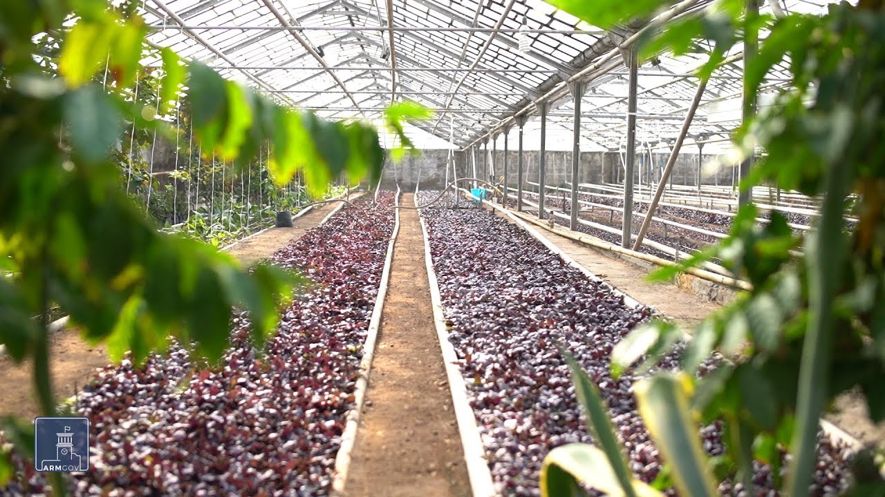Նոր տեխնոլոգիաներով հագեցած ջերմատուն՝ պետության աջակցությամբ