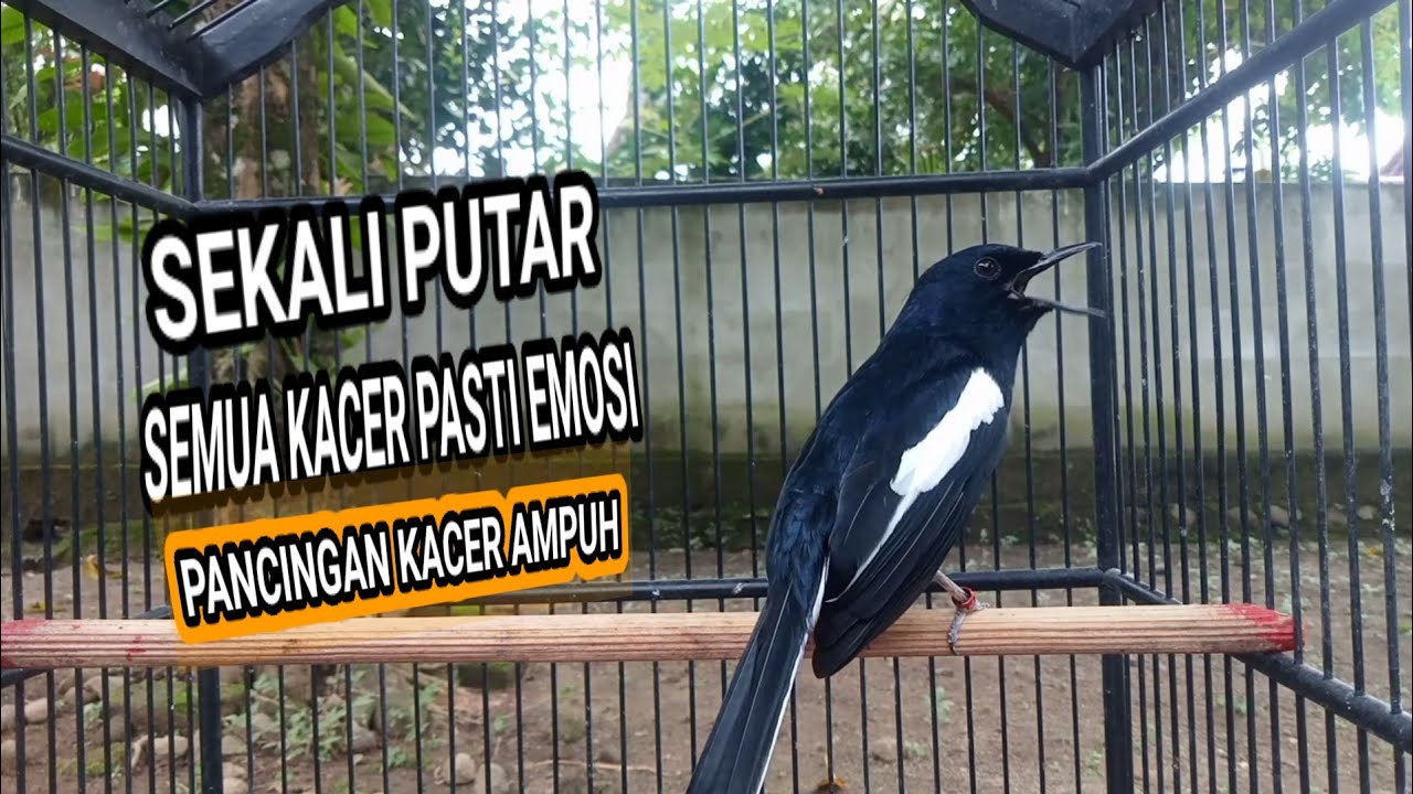 Kacer GACOR ngeplong KONSLET Tarung ini Paling Ampuh untuk PANCINGAN KACER agar EMOSI..