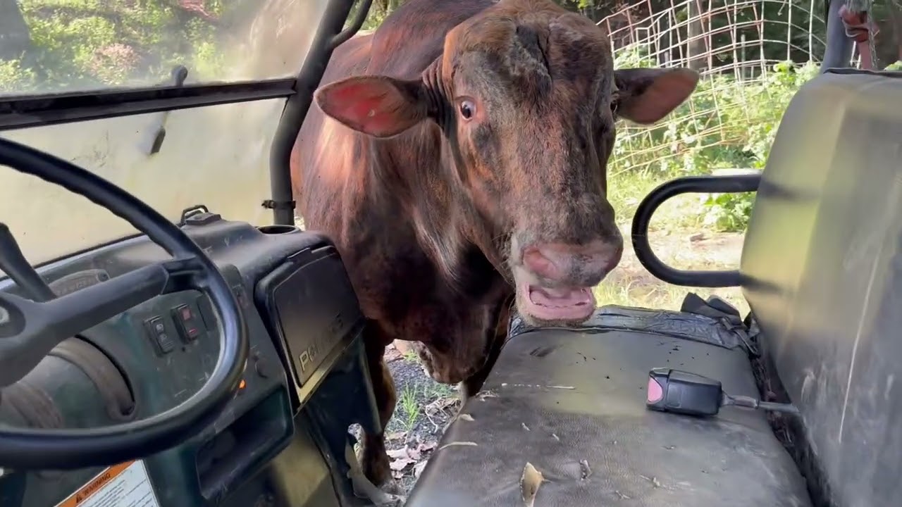 Redford was on the war path this morning. #rufusthebull #redfordthebull