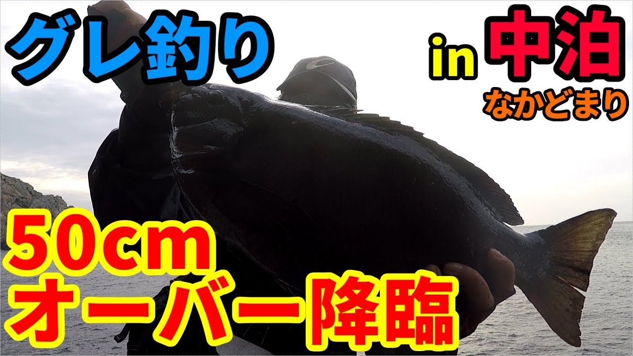 グレ５０ｃｍオーバー降臨の瞬間が面白過ぎるｗｗｗ