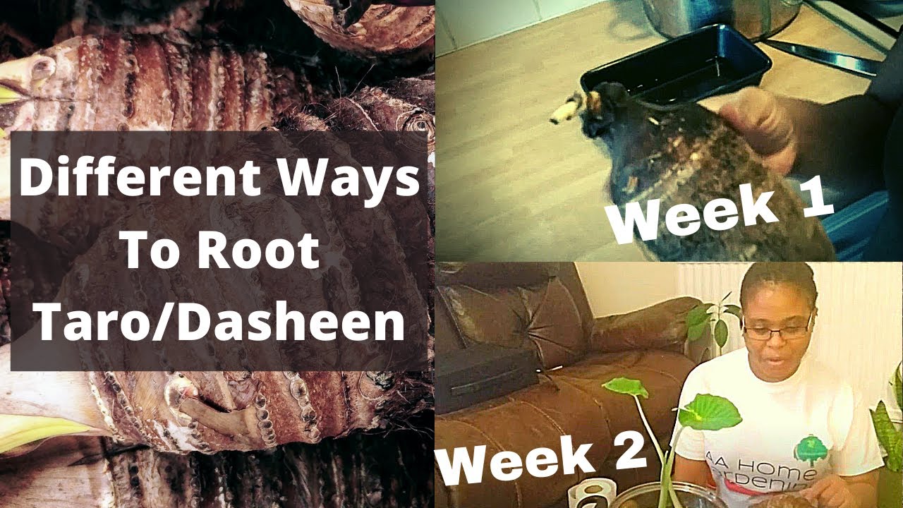 Different Ways To Root Taro - Dasheen