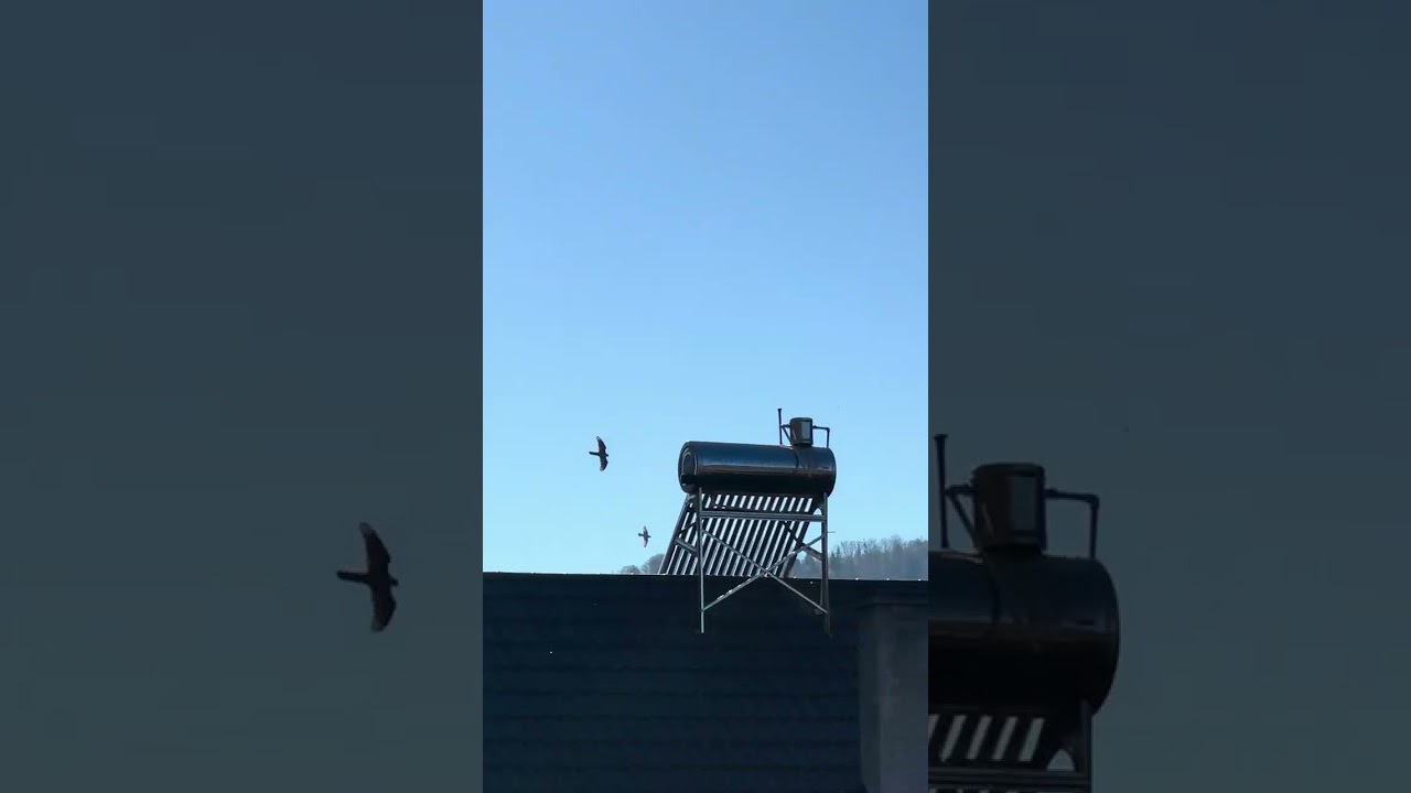 #accipitergentilis #accipiter #pigeon #pigeons #pigeonslovers #pigeonsracing #hawk