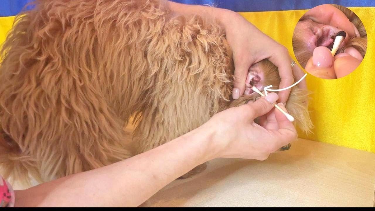 Puppy has Very itchy Ears, Maltipoo 1st Grooming