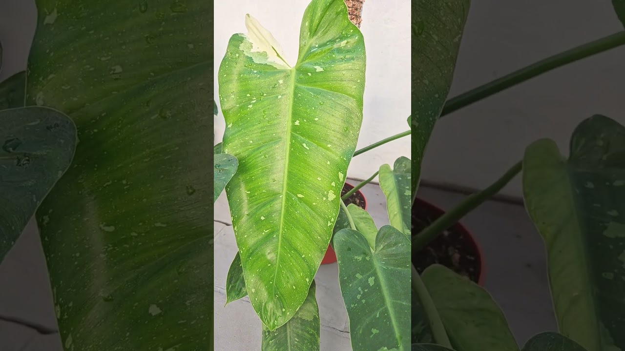 philodendron Jose buono 
