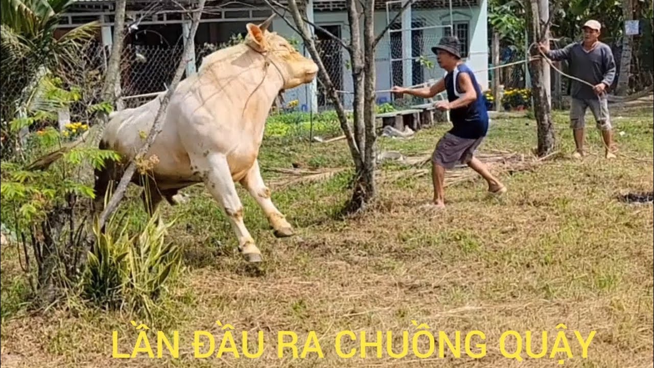 Lần Đầu Ra Chuồng Bé Bò Làm Thấy Ghê...ĐT:0898087793.