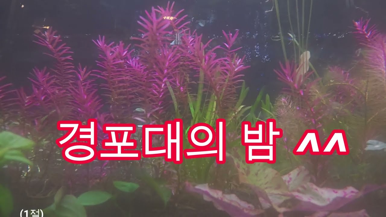 경포대의 밤^^
