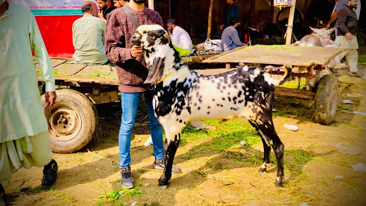 Lahore Shahpur Kanjra Mandi Latest Update Qurbani 2026 Awami Shoq Official 