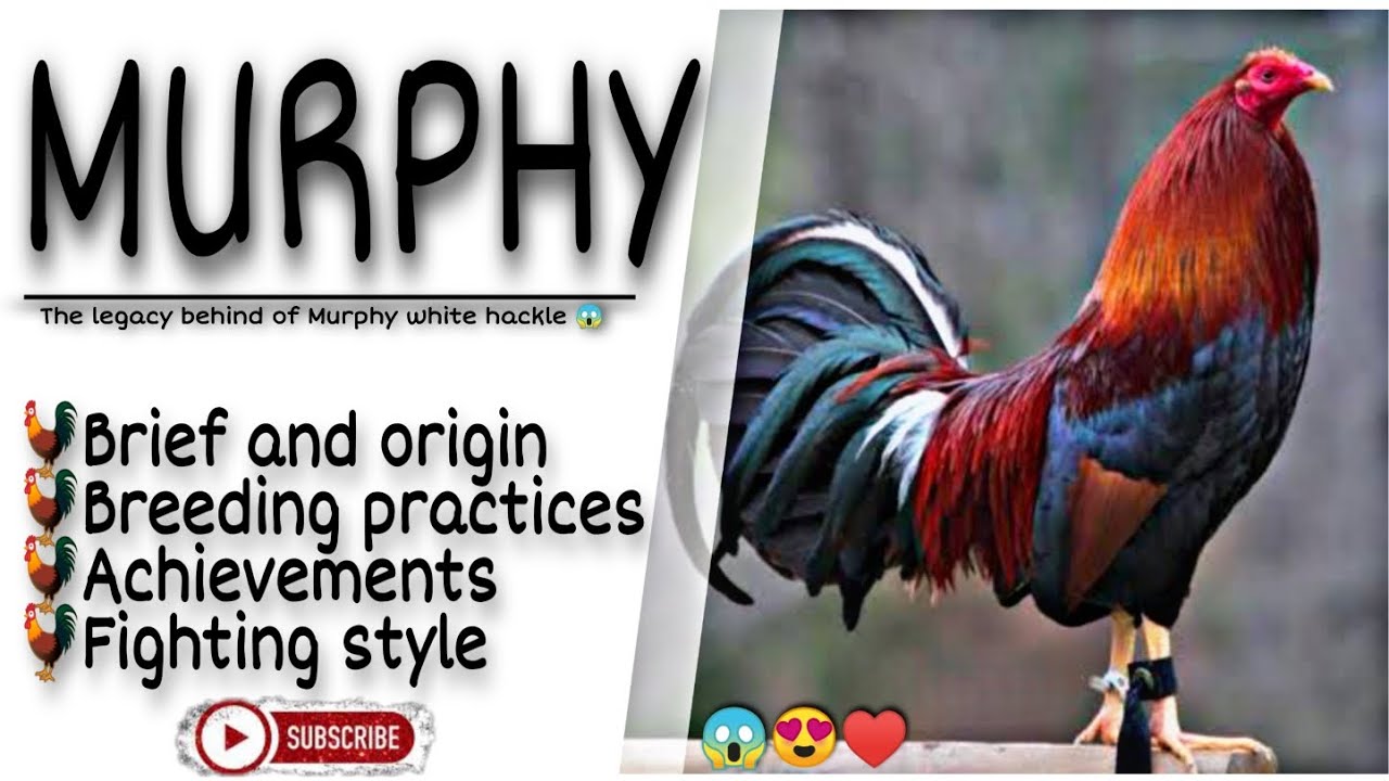 😱The Murphy gamefowl history and origin.