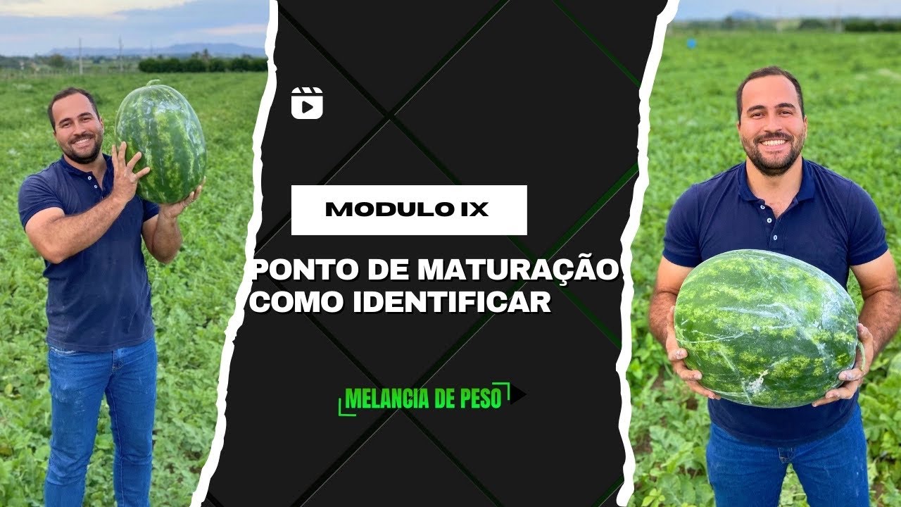 Como saber se a melancia tá madura. Isso ninguém nunca te contou
