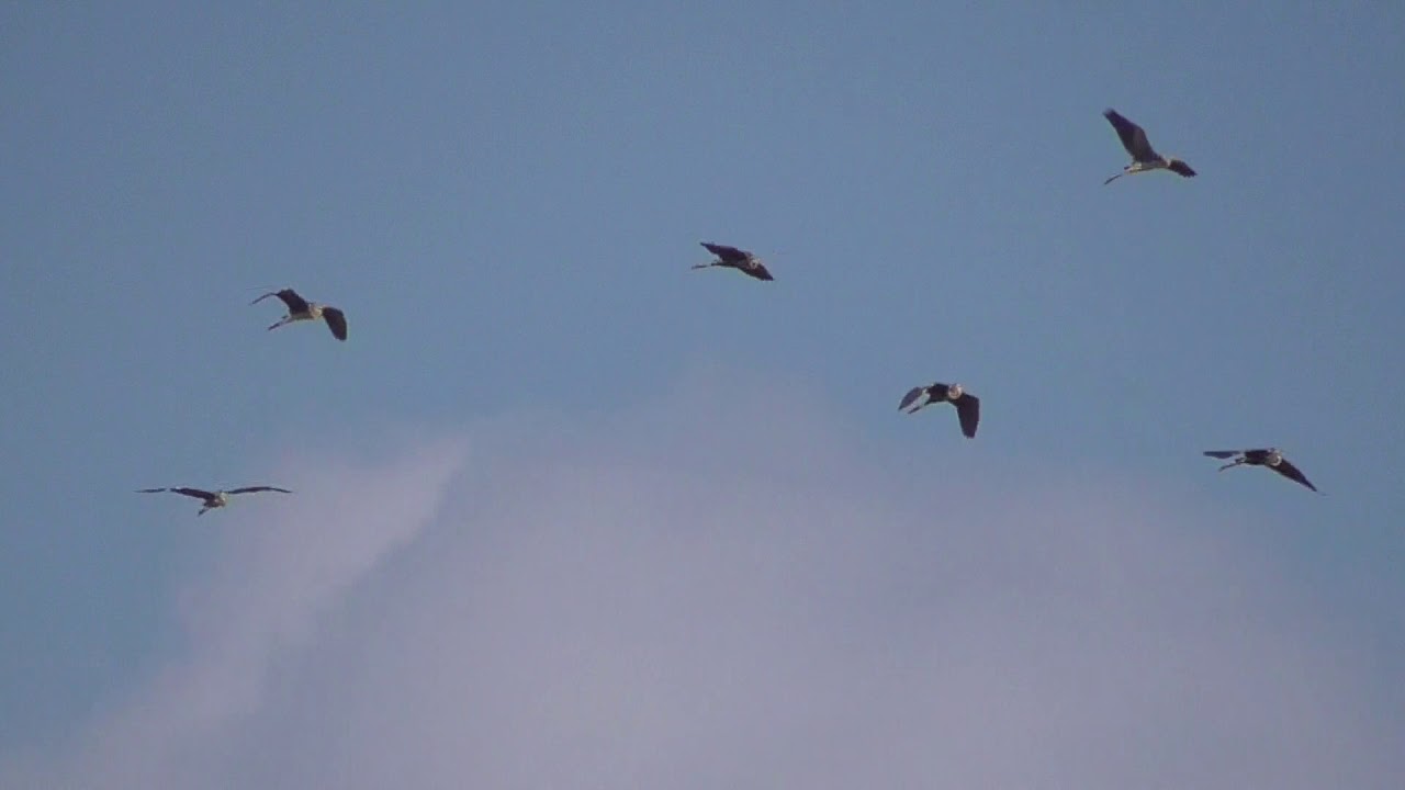 Migration over Malta continues