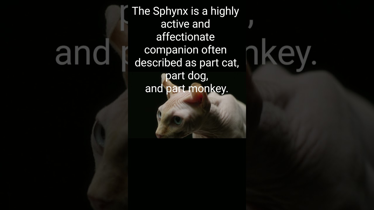 Funny and Cute cats video compilation| #Sphynxcats | #Cutecats | #funny| #Facts | #youtubevideos