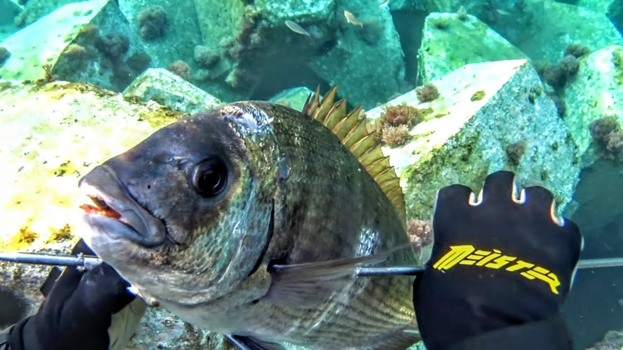 Σαργός ΤΕΡΑΣ με επιφανειακό - Sargo MONSTER in extremely shallow water!!