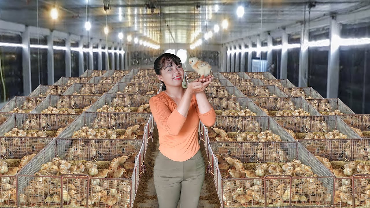 Use 3-Wheeled Truck To Buying 1000+ Chicks Go To Sell For Villager - Farm Life