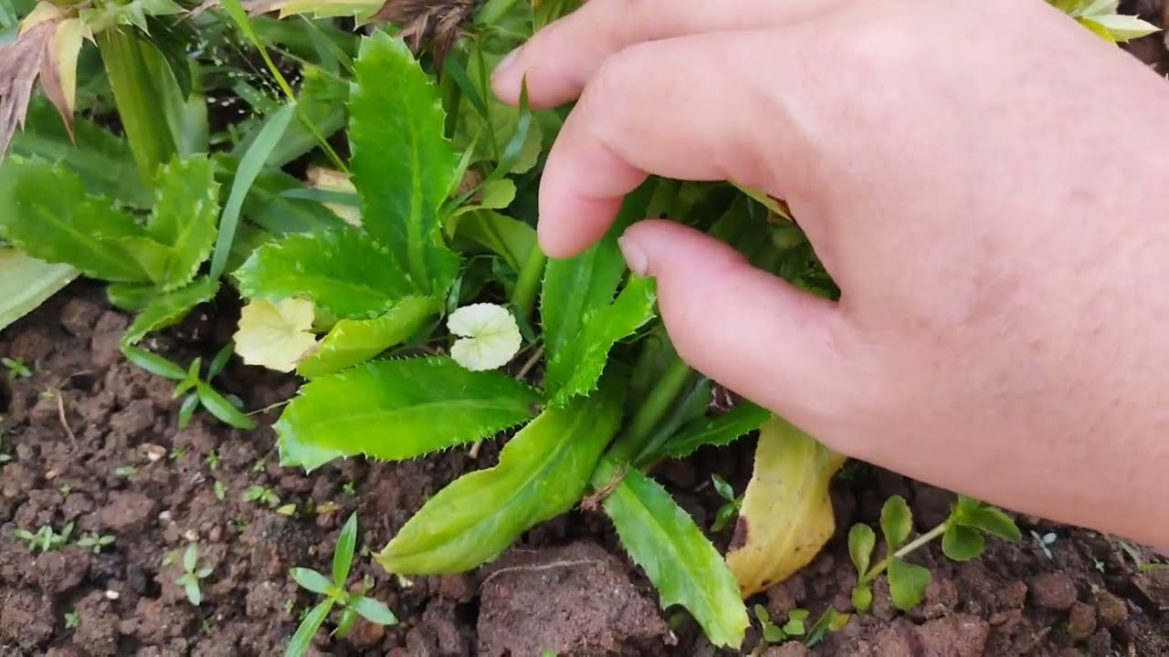All about Bilati Dhania/Culantro @AyemeliDebnath