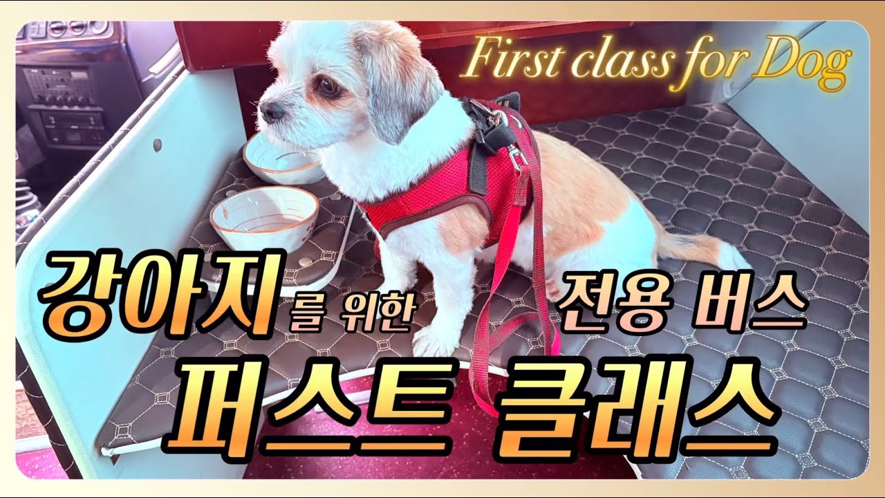Eng sub[강아지를 위한 전용버스 프리미엄좌석-Pet Bus First class for Dog] 반려동물 여행사 애견동반여행 버스탑승, 펫츠고, 강아지여행사 패키지