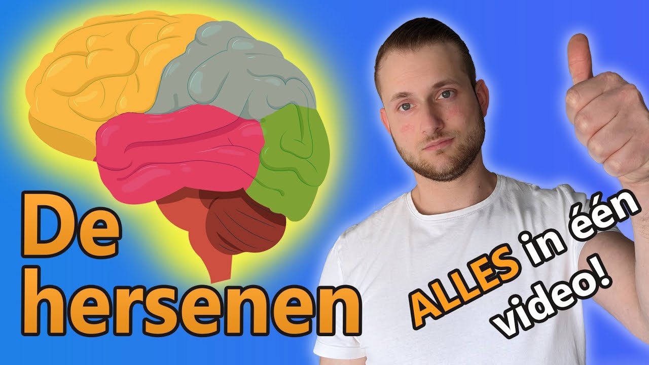 De hersenen - Anatomie en functie