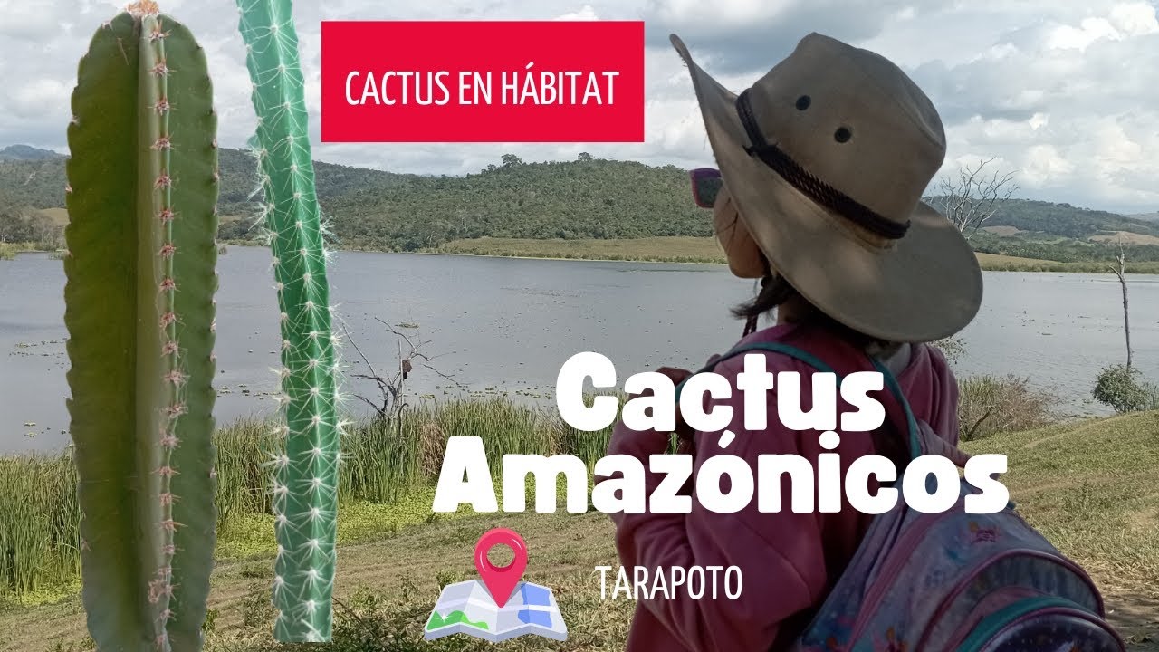 Monvillea amazonica & Cereus Trigonodrendun | Cactus en Hábitat #cactus #peru #tarapoto