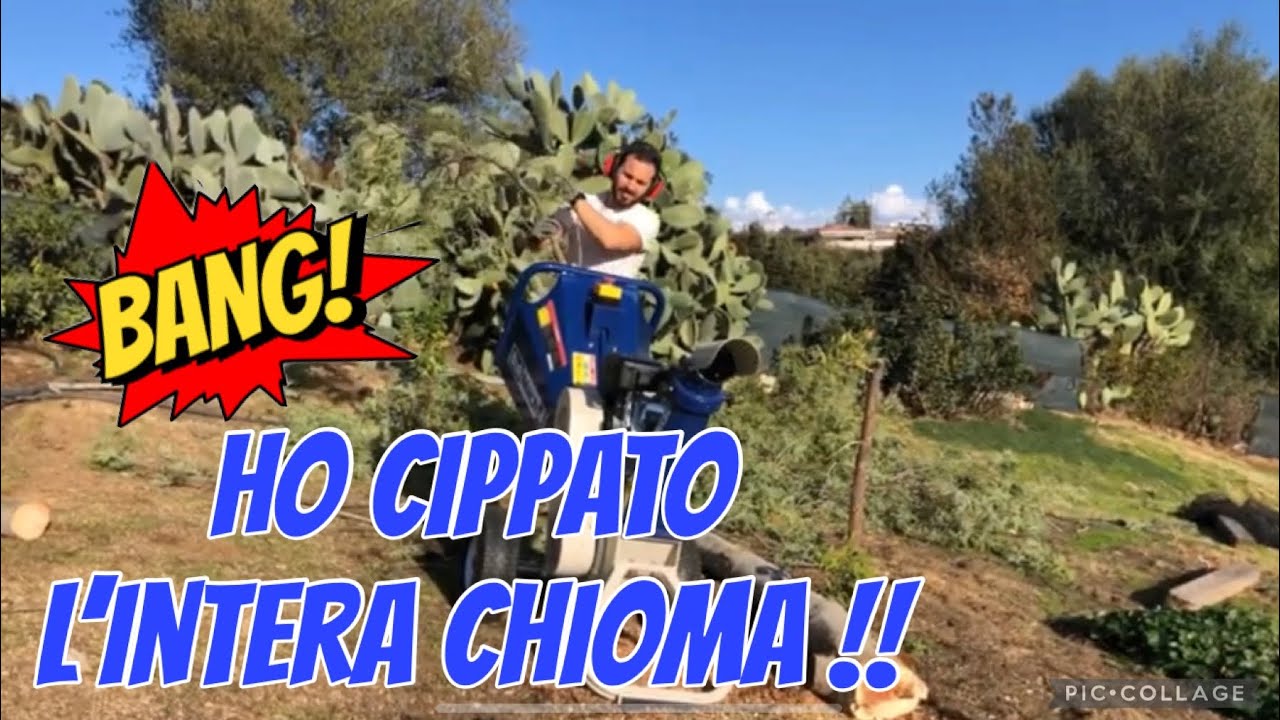 Ho abbattuto e triturato un albero di acacia con Bullmach Zeus 100L