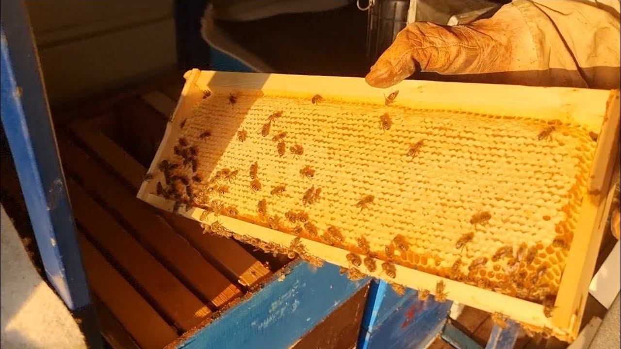 Pregled košnica kod pčelara Moše posle suncokreta u paviljonu
