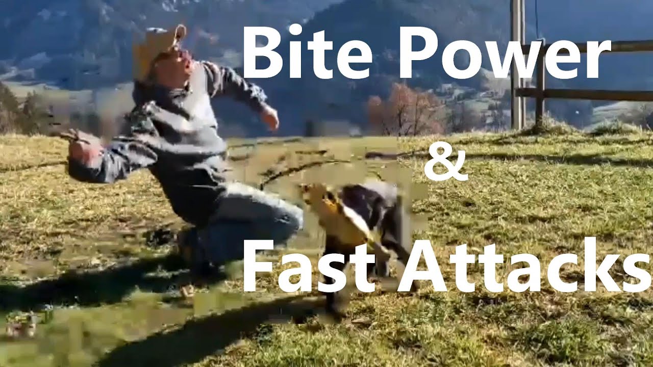How to Build Puppy Super Bite Power and Attack Speed!