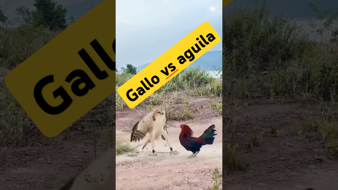 Le fallo al águila 