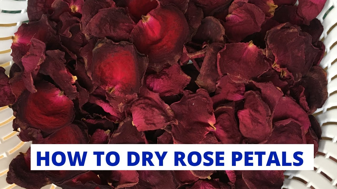 How to Dry Rose Petals | DIY Drying Rose Flowers | What to do with roses?