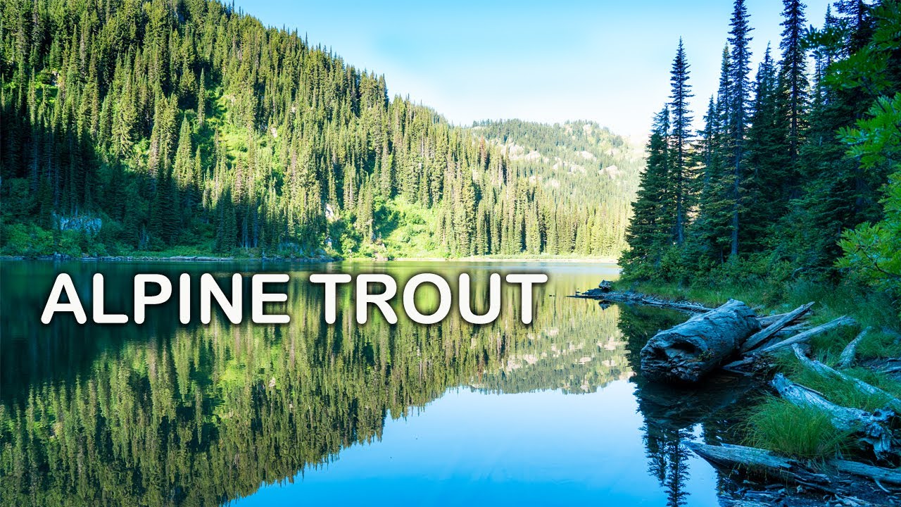 FLY FISHING UNBELIEVABLE WATER! | Montana's Alpine Lake's